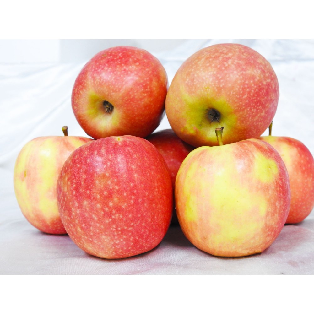 Pink Lady Apple Usda at Sarah Morris blog